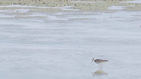 Grey-tailed-Tattler-eating-crab-on-mudflats