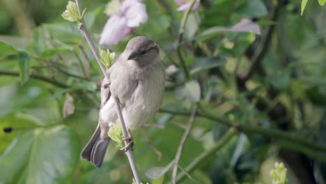 House-sparrow-balances-on-a-branch-while-looking-around-with-blooming-pink-flowers-in-background