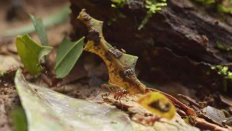 Leafcutter-ants-carry-pieces-of-leaves-across-jungle-floor,-Tambopata,-close-up