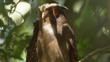 Crested-owl-Pair-Perched-and-one-Yawning-out-in-slow-motion-in-the-tree