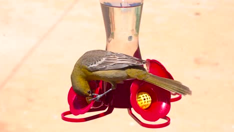 Adult-female-Bullock's-oriole-trying-to-drink-sugar-water-from-a-hummingbird-feeder