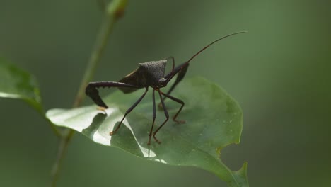Black-Shield-Bug-sits-motionless-on-leaf-in-Tambopata-National-Reserve,-Peru