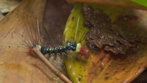 Small,-brightly-colored-caterpillar-crawls-across-leaves-Tambopata-jungle