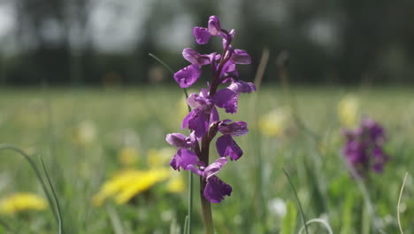Die-Seltene-Grüne-Geflügelte-Orchidee,-Die-Im-Frühjahr-Auf-Einer-Wiese-In-Worcestershire,-England,-Blüht