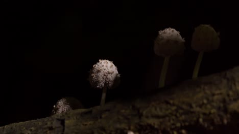 Slider-shot-showing-fungi-growth-on-a-log