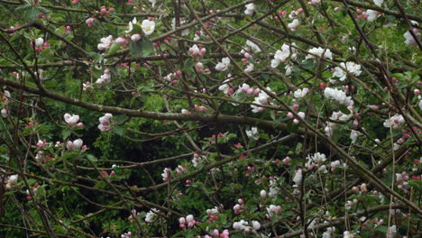 Apfelblüte-Auf-Einem-Baum-Im-Frühjahr