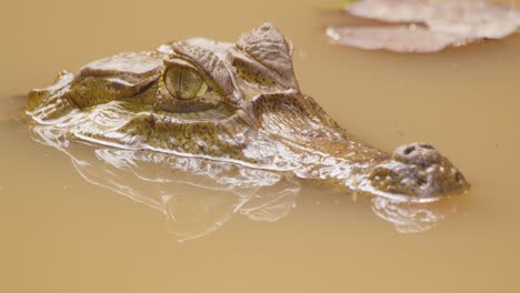 The-top-half-of-the-head-of-an-Amazonian-Caiman-crocodile-bobbing-up-and-down-in-the-murky-water,-static-shot