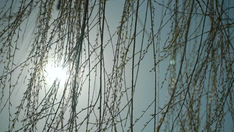 Sonne-An-Einem-Frühlingstag,-Während-Sich-Die-Äste-Eines-Baumes-Im-Vordergrund-Wiegen