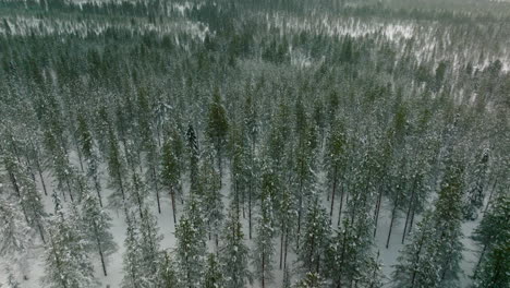 Aerial-View-Of-Winter-Forest-Covered-In-Snow-In-Finland,-Lapland---drone-shot