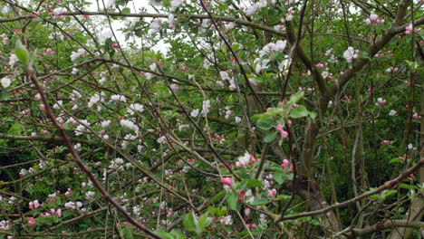 Apfelblüte-Auf-Ästen-Im-Frühjahr