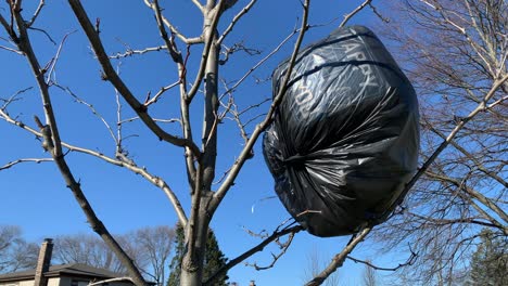 Black-bag-with-balloons-stuck-on-tree-in-spring,-close-up
