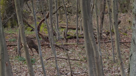 Female-deer-is-grazing-in-woods-of-the-fall-forest,-wild-animal-scene