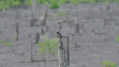 Pacific-swallow-perching-on-dead-tree