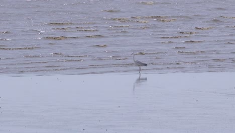 Weißer-Vogel,-Der-Im-Wasser-Fischt