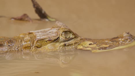 A-side-profile-shot-of-a-black-caiman-half-submerged-in-the-murky-water-and-goes-under-a-log,-close-up-following-shot
