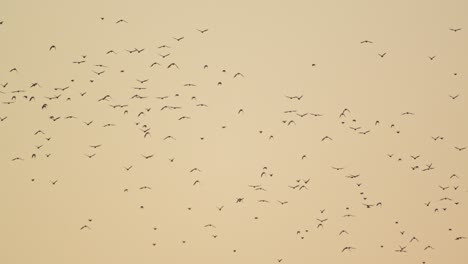 birds flying away wallpaper