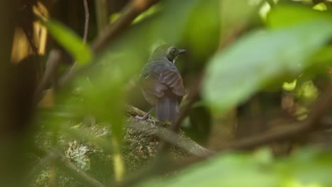 Musician-Wren-Bird-Is-Seen-Perched-inside-a-bush-and-jumps-away