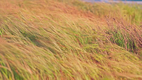 Tall-dry-grass-blowing-in-the-wind