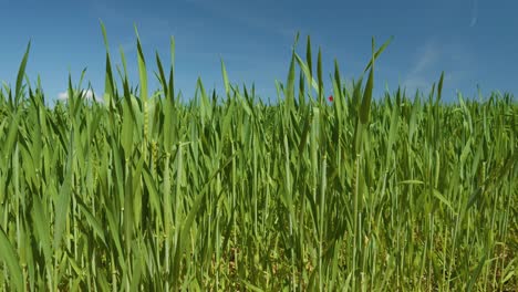 Wheat-field-green-blue-sky-flat-still-slow-motion