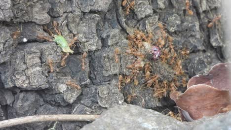 Red-ants-got-their-pry-to-eat-