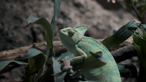Close-Up-Of-A-Veiled-Chameleon-On-Plant