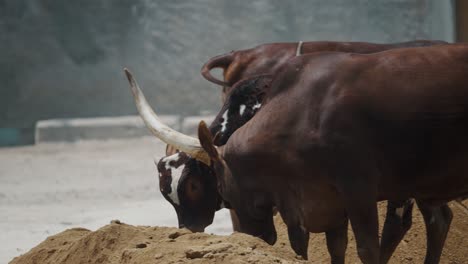 Brown-Bulls-With-Horns-Eating-On-The-Pile-Of-Soil