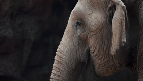 Kopf-Eines-Asiatischen-Elefanten,-Der-Mit-Den-Ohren-Schlägt