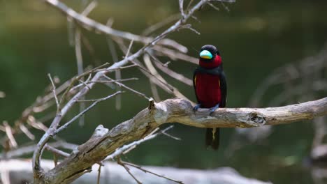 Perched-on-a-bare-branch-facing-front-as-it-looks-around-and-the-camera-tilts-down,-Black-and-red-Broadbill,-Cymbirhynchus-macrorhynchos,-Kaeng-Krachan-National-Park,-Thailand