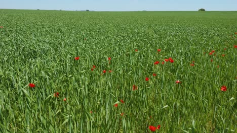 Grassland-on-countryside-with-few-red-poppy-flowers-on-a-sunny-day,-slow-motion