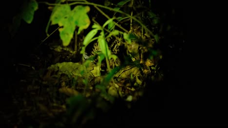 Visto-Desde-Atrás-Pero-La-Cabeza-También-Es-Visible-Ya-Que-Está-Comiendo-Algo-En-La-Oscuridad,-Gato-Leopardo,-Prionailurus-Bengalensis,-Tailandia