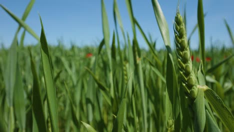 Grüne-Weizenkörner-Auf-Einem-Feld-Mit-Unkraut-Wiegen-Sich-Im-Wind