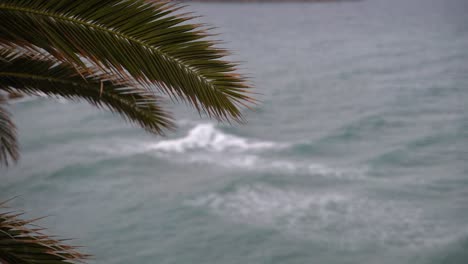 Abstract-shot-of-palm-tree-with-background-blurred-ocean-in-distance