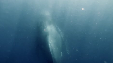 Großer-Wal,-Der-Unter-Dem-Tiefblauen-Meer-Schwimmt