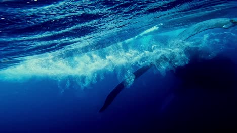 Giant-Humpback-Whales-Swimming-Near-The-Water-Surface---underwater-shot