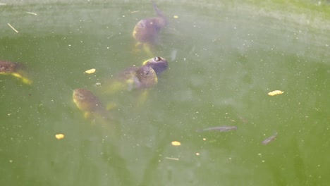 Static-shot-of-Green-Frog-Tadpoles-feeding-with-minnows