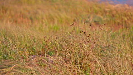 Dry-flowers-and-grass-blowing-in-the-wind