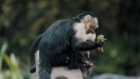 Capuchin-Monkey-Climbs-On-The-Rock-While-Holding-A-Piece-Of-Dry-Leaf-And-Food-In-The-Wilderness