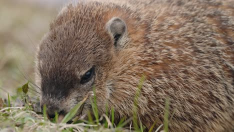 Close-up-Of-Marmot-Feeding-On-Grass