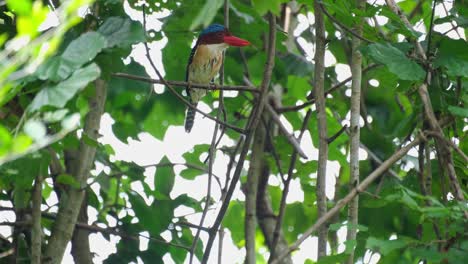 A-male-individual-facing-to-the-right-perched-within-the-tree,-Banded-Kingfisher-Lacedo-pulchella,-Kaeng-Krachan-National-Park,-Thailand