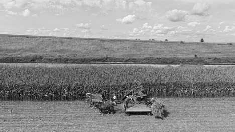 Eine-Luftseitenansicht-Von-Amish,-Die-Dort-Mit-Sechs-Pferden-Und-Drei-Männern-Mais-Ernten,-Wie-Es-Vor-Jahren-An-Einem-Sonnigen-Herbsttag-In-Schwarzweiß-Gemacht-Wurde