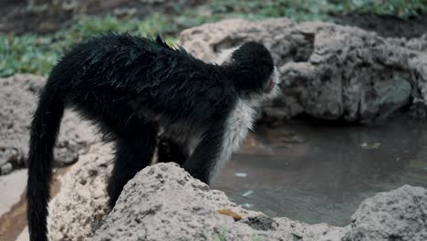 Un-Joven-Mono-Capuchino-De-Cara-Blanca-Bebiendo-Y-Lavándose-Las-Manos-En-Un-Estanque