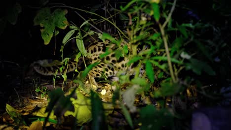 Seen-partially-within-the-forest-as-the-light-flashes-away-from-its-eyes-while-it-is-hunting-for-food,-Leopard-Cat,-Prionailurus-bengalensis,-Thailand