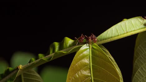 Two-ants-drinking-nectar-from-tropical-plant,-Tambopata-National-Reserve,-Peru