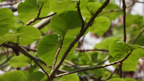Haldina-Cordifolia-Blätter-Im-Baum