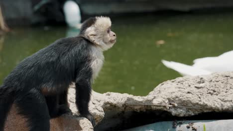 Sad-Looking-Capuchin-Monkey-Sitting-On-A-Rock-Next-To-A-Pond-Looking-At-Its-Side-And-Walking-Away