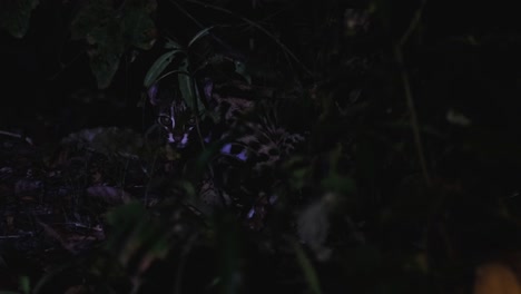 Kaum-Zu-Sehen,-Da-Sie-Tief-Im-Wald-Auf-Dem-Boden-Ruht,-Scheint-Ein-Licht,-Um-Sie-Zu-Enthüllen,-Leopardenkatze,-Prionailurus-Bengalensis,-Thailand