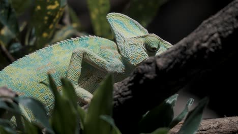 Veiled-Chameleon-Slowly-Climbing-On-Tree-Branch