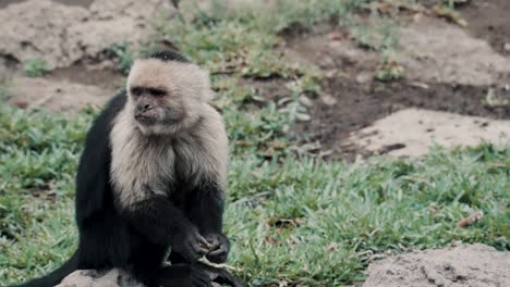 Adult-Capuchin-Monkey-Sitting-On-A-Rock-Chewing-Fruit-And-Walking-Away