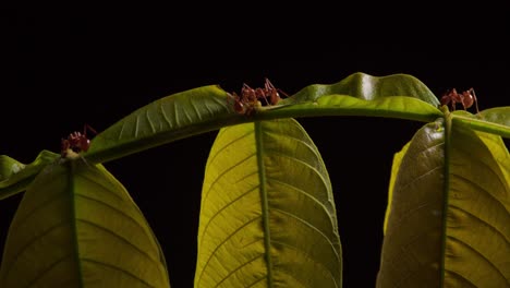 Hormigas-Rojas-Bebiendo-Recolectando-Néctar-Del-Nectario-Extrafloral-De-La-Planta