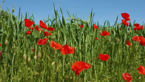 close-up-of-red-poppy-flowers-in-a-grass-field-on-a-sunny-day